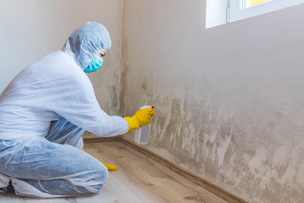 Licensed Basement Mold Removal service in Hamburg, PA - WQB Mold Removal
