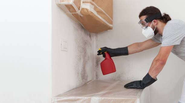 Professional Basement Mold Removal technician working in Hamburg, PA