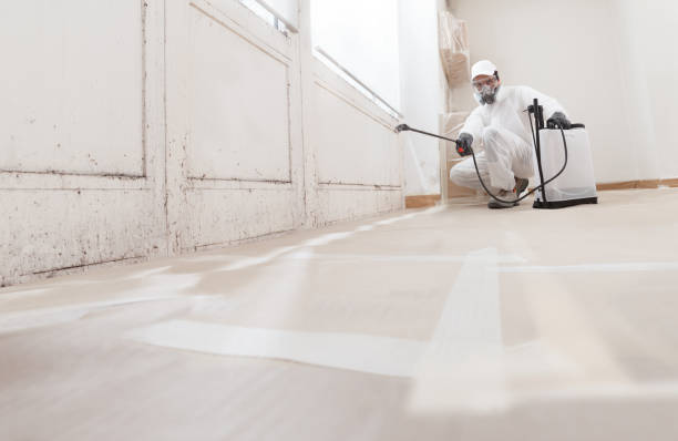 24/7 Emergency Basement Mold Removal experts in Hamburg, PA