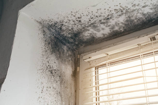 Affordable Basement Mold Removal solutions in Hamburg, PA