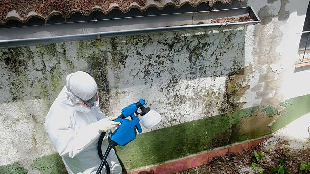 Top rated local Basement Mold Removal specialists in Hamburg, PA